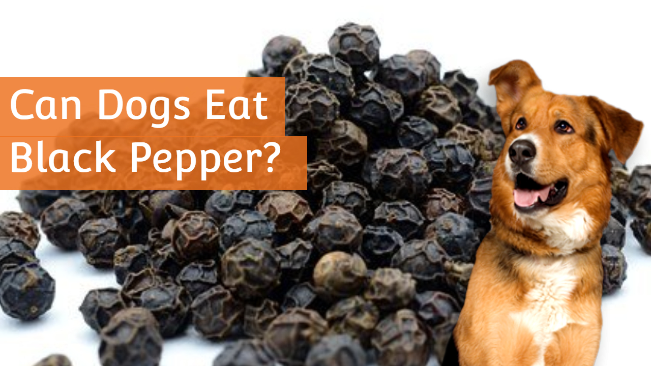 can-dogs-eat-black-pepper-is-it-safe-or-harmful-huffpets