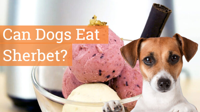 Can Dogs Eat Sherbet? Everything You Need To Know! - HuffPets