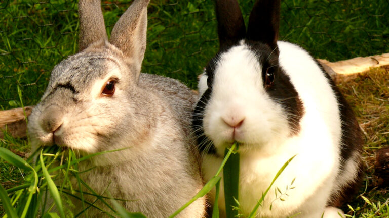 Can Rabbits Eat Bread? Is It Safe Or Harmful? - HuffPets