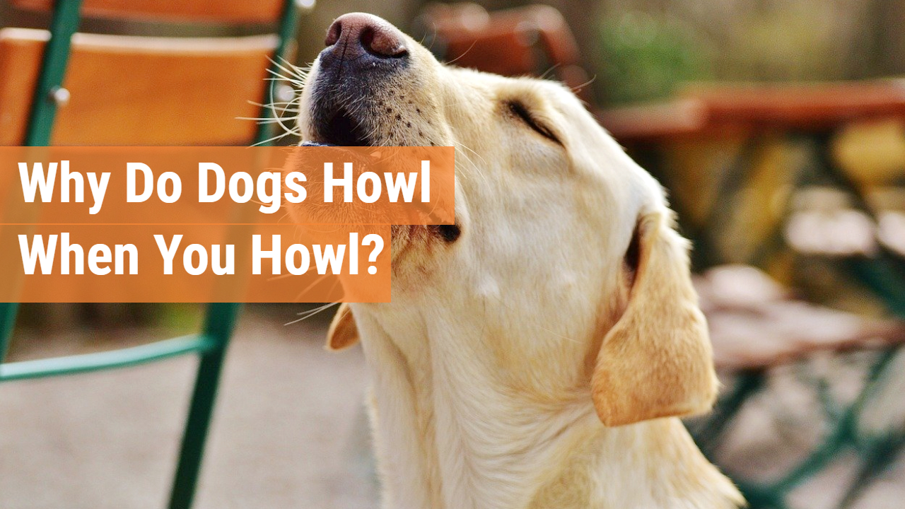 why-do-dogs-howl-when-you-howl-what-does-it-mean-huffpets