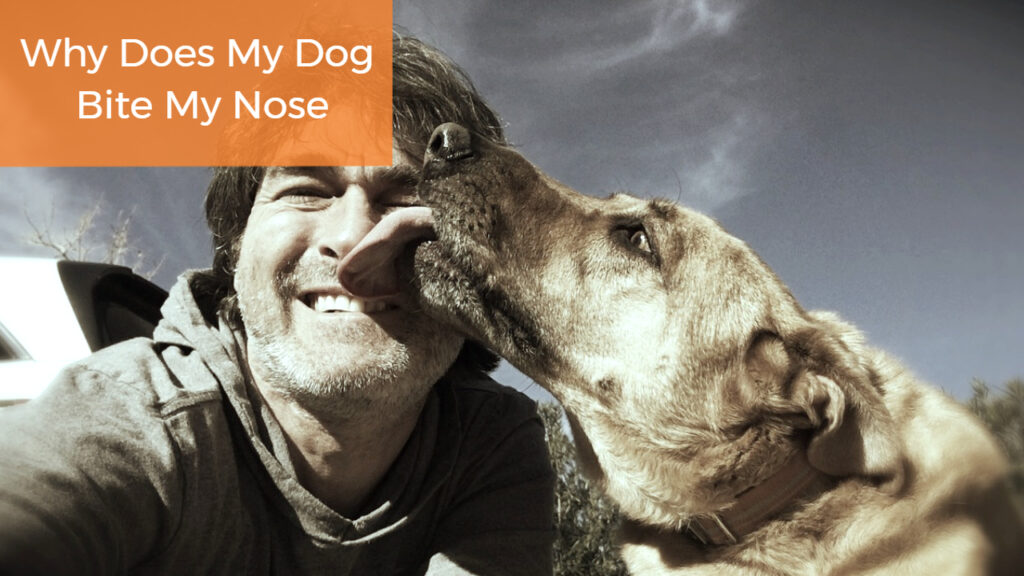 Why Does My Dog Bite My Nose