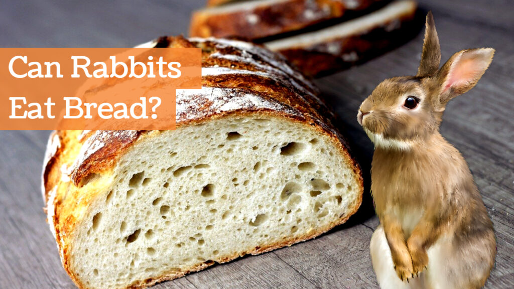 can rabbits eat bread