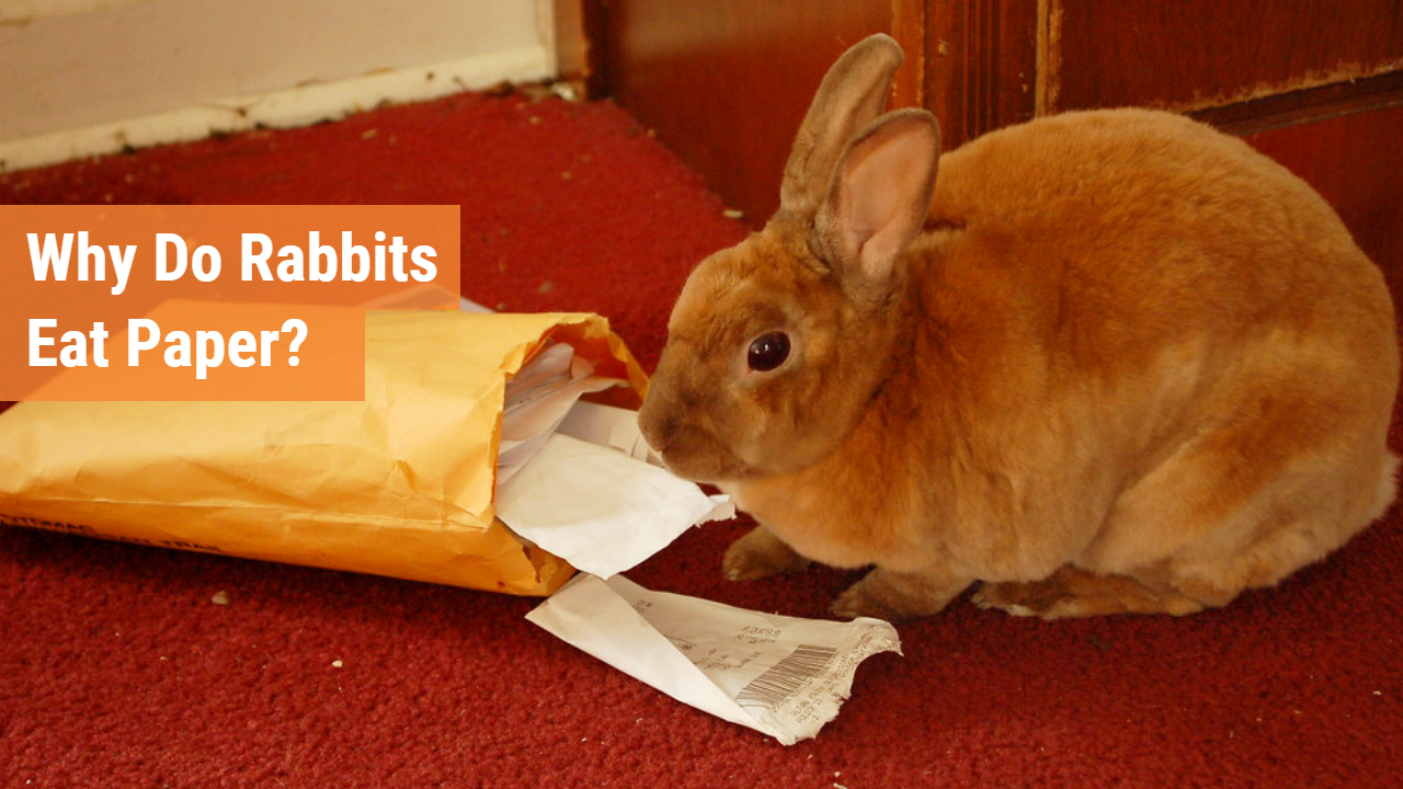 why-do-rabbits-eat-paper-everything-you-need-to-know-huffpets