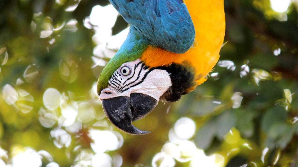 childish behavior of macaw