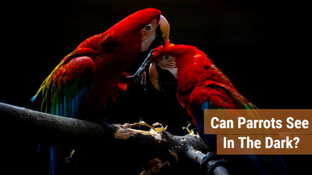 Can Parrots See In The Dark