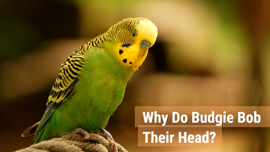 Why Do Budgies Bob Their Head