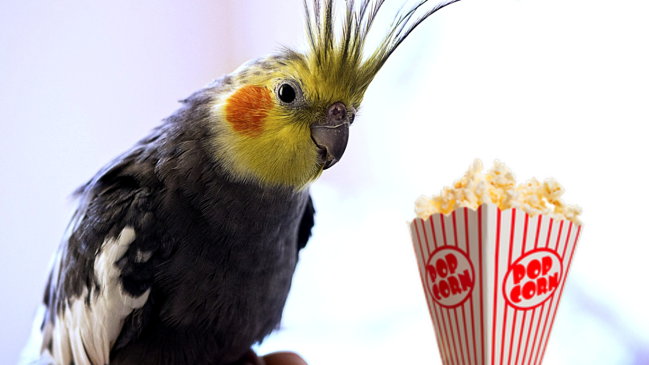 Can Cockatiels Eat Popcorn? Is it Dangerous? - HuffPets