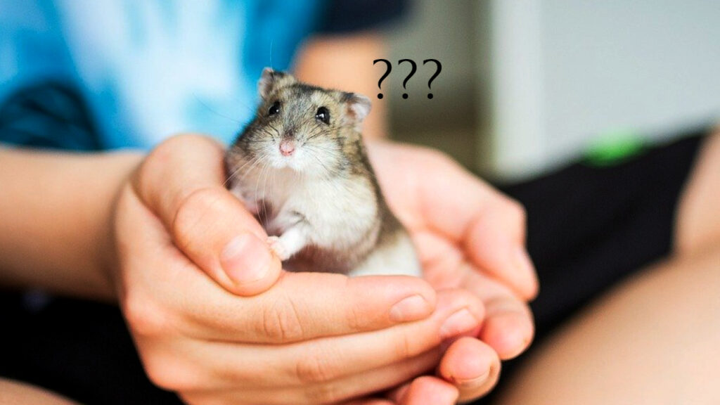 Do Hamsters Have Tails