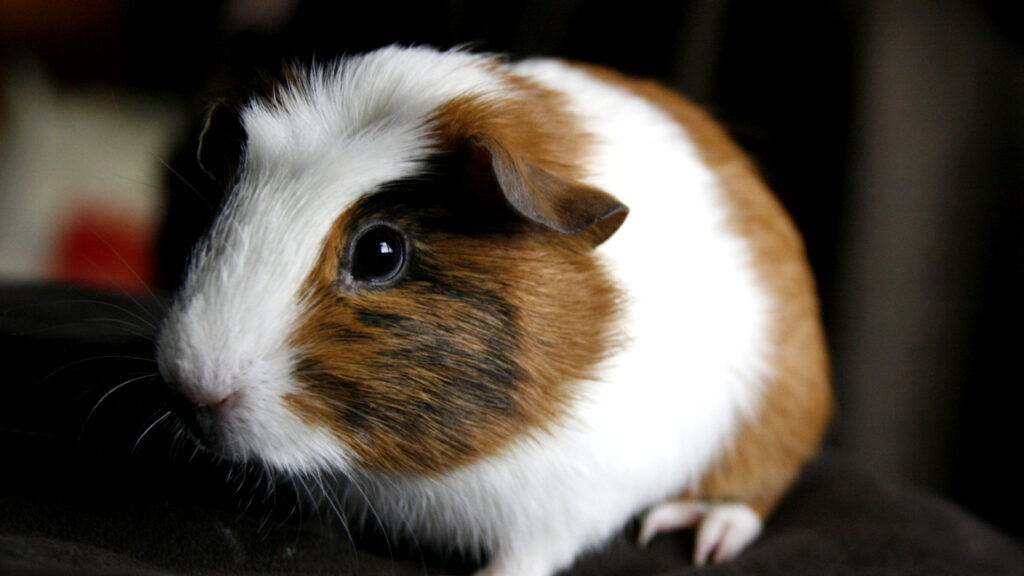 Can Guinea Pigs See In the Dark
