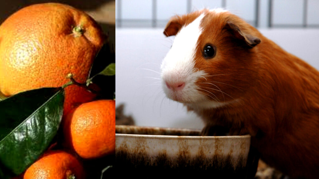 Can Guinea Pigs Eat Mandarins