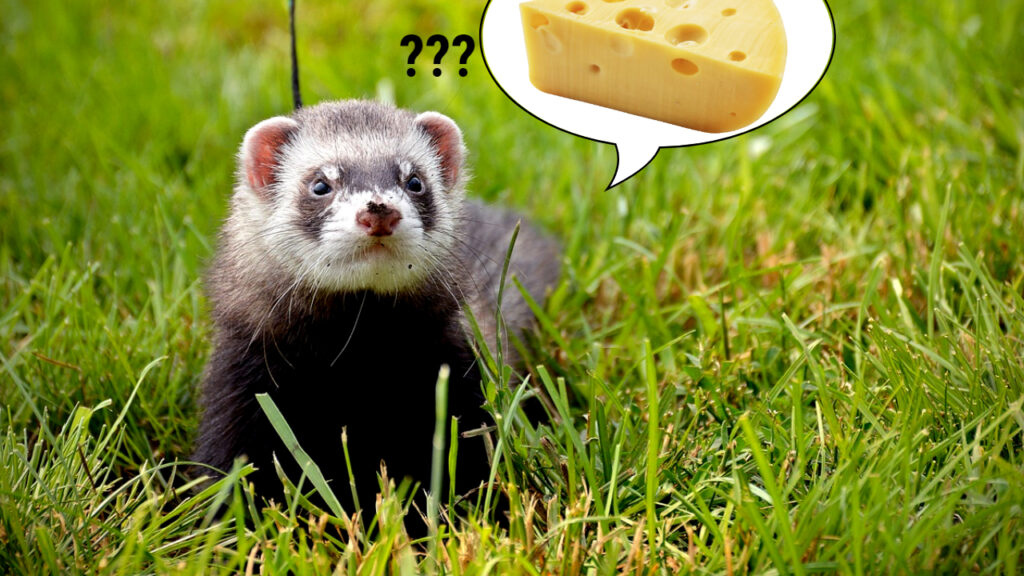 Can Ferrets Eat Cheese
