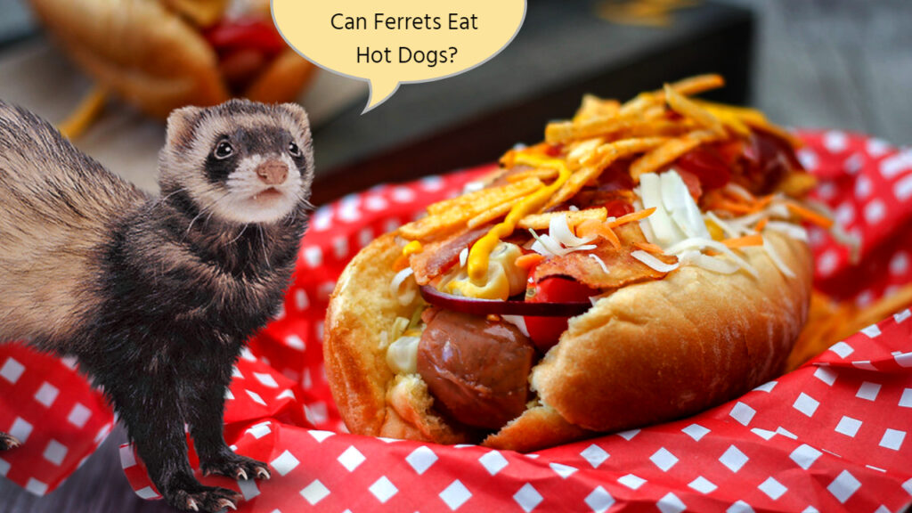 Can Ferrets Eat Hot Dogs