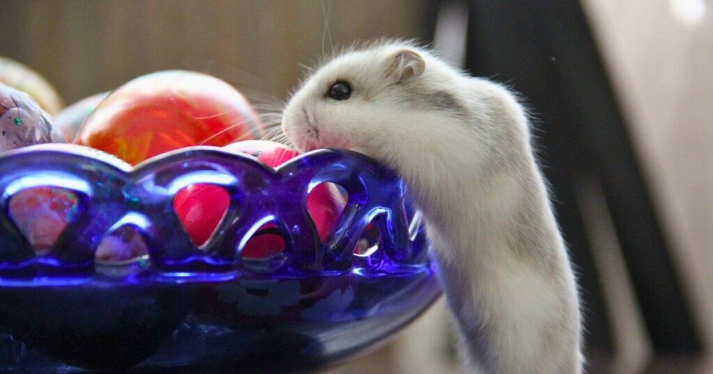 How Many Cherries Can Hamsters Eat