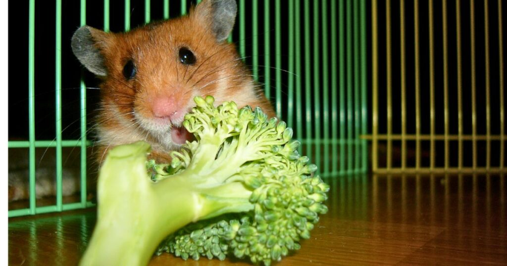 How Much Broccoli Can Hamsters Eat