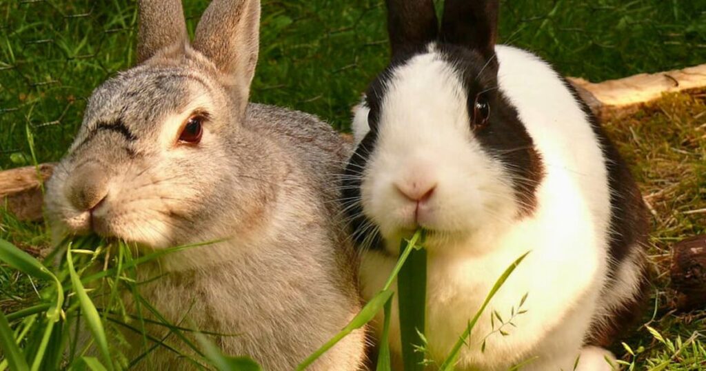 Benefits of Eating Dill for Rabbits