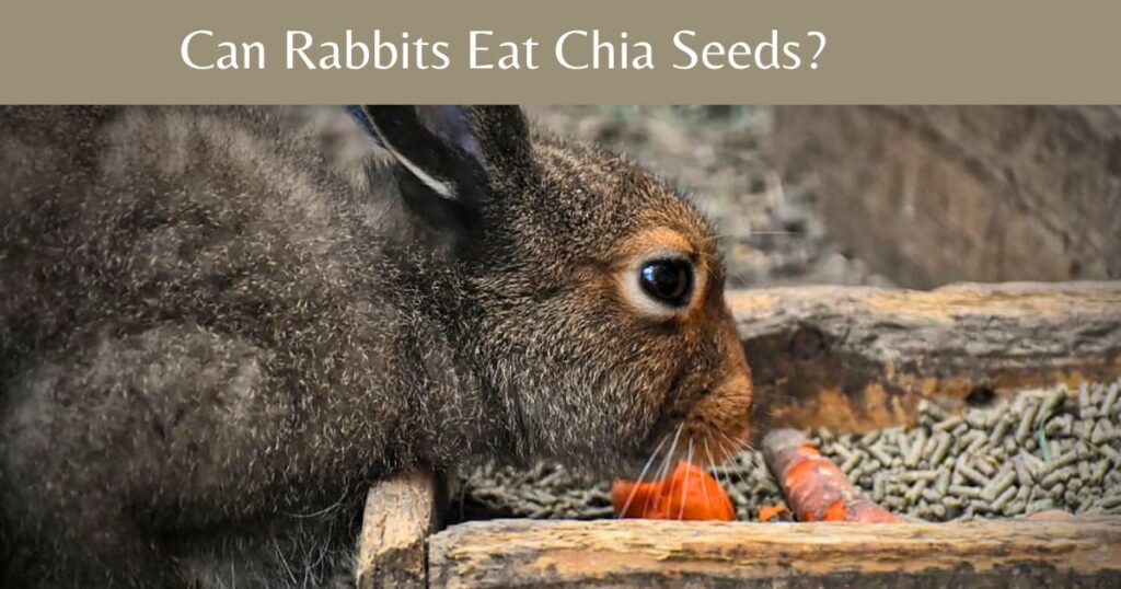 Can Rabbits Eat Chia Seeds