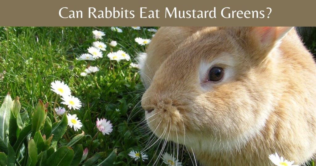 Can Rabbits Eat Mustard Greens