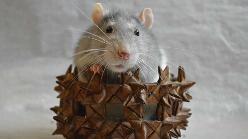 Are Rats Lactose Intolerant