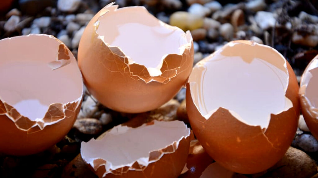 Can Rats Eat Egg Shells