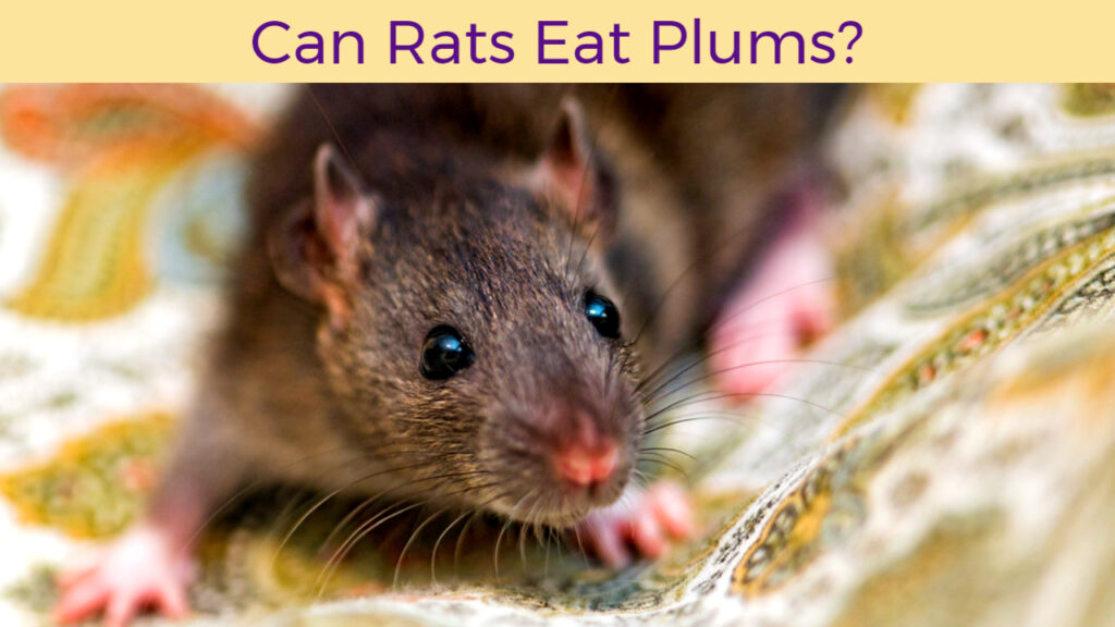 Can Rats Eat Plums