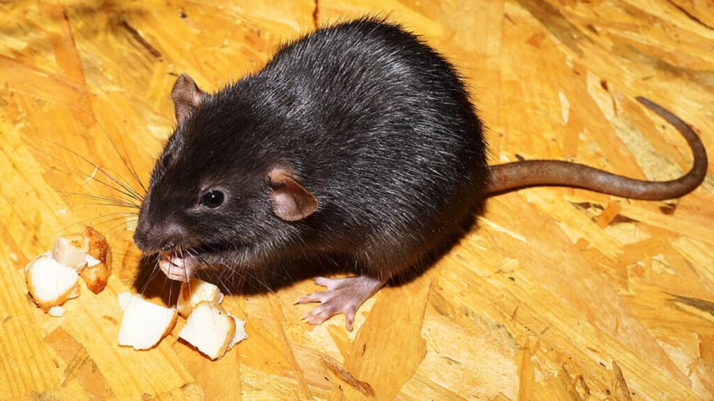 Is Cinnamon Toxic to Rats