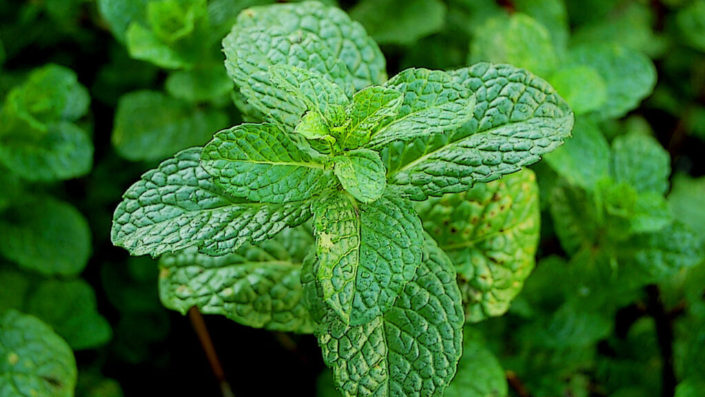 Is Mint Safe for Rats