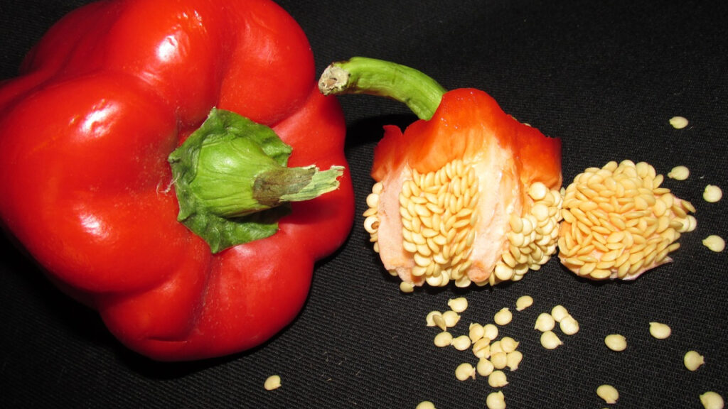 Can Rats Eat Bell Pepper Seeds and Stems