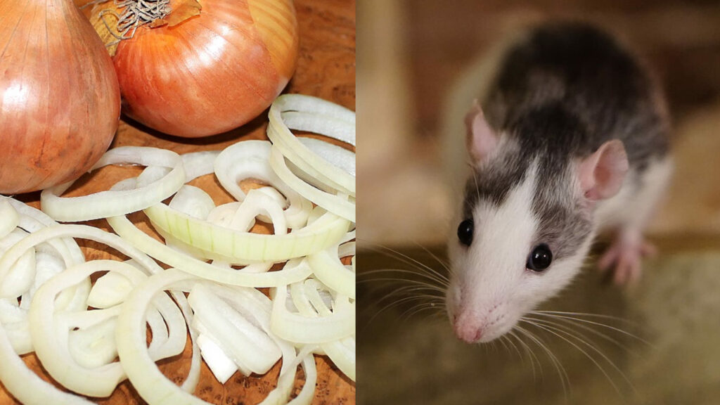 Can Rats Eat Raw Onions