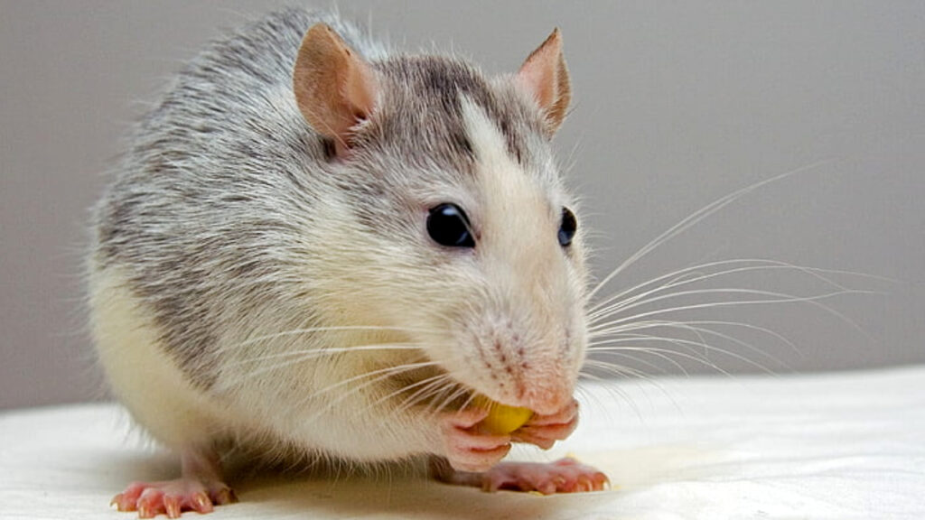 How Many Cheerios Can Rats Eat