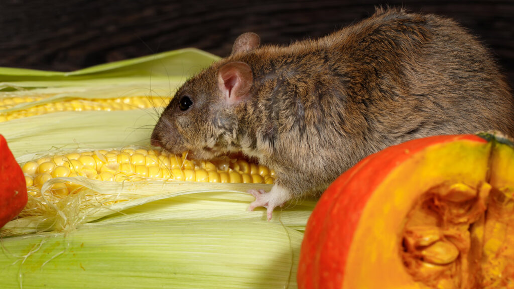 How Much Cantaloupe Can Rats Eat