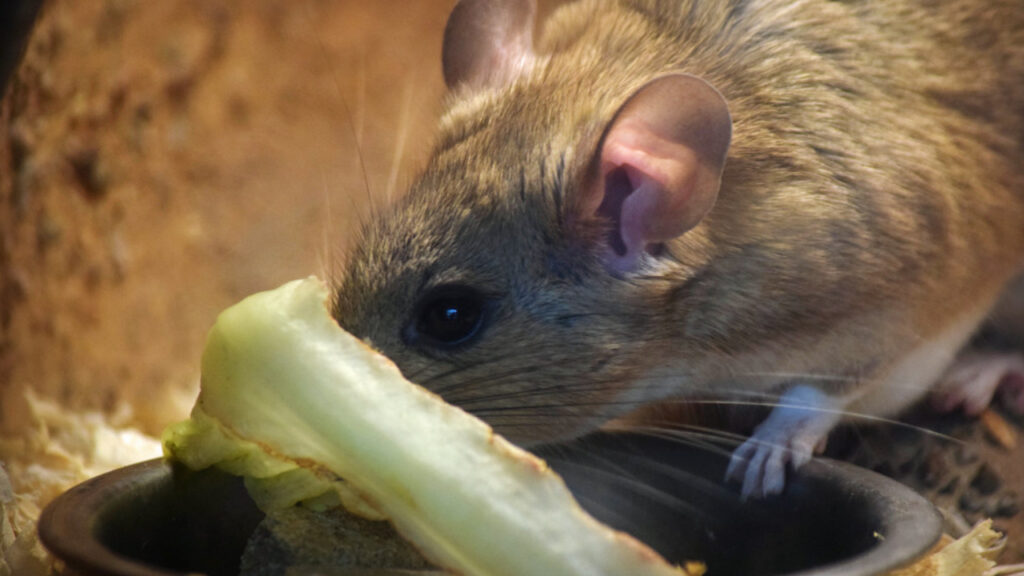 How Much Honeydew Can be Given to Rats