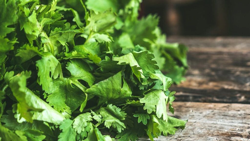 Is Cilantro Healthy for Rats