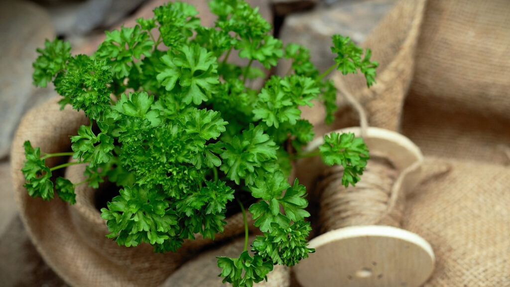 Risks of Overfeeding Parsley to Rats